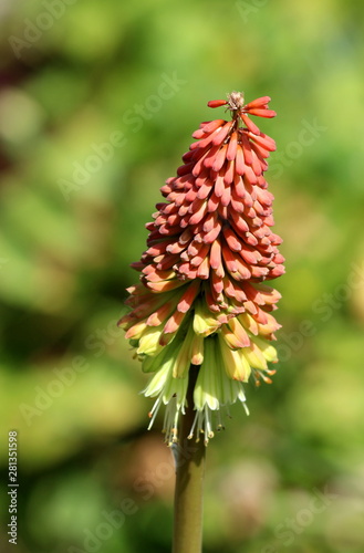 Single Kniphofia or Tritoma or Red hot poker or Torch lily or Knofflers or Poker plant with spike of upright brightly coloured flowers in shades of red orange and yellow well above the foliage planted