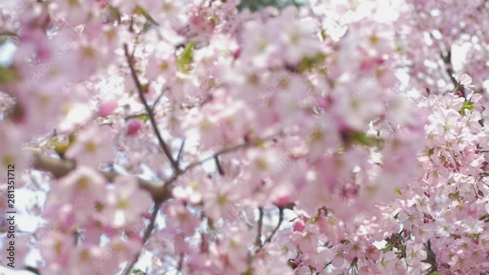 Beautiful Sakura Flowers Rack Focus Beautiful Sakura Flowers Rack Focus
