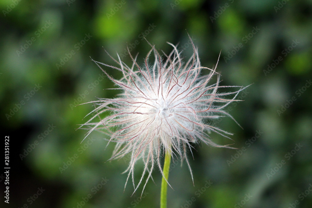 Single Pulsatilla vulgaris or Pasque flower or Pasqueflower or European pasqueflower or Danes blood flower hairy silky white seed head planted in local urban garden on dark green leaves background