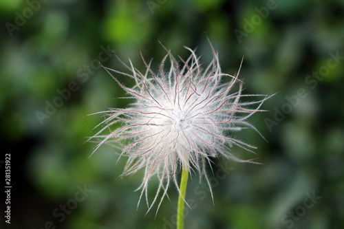 Single Pulsatilla vulgaris or Pasque flower or Pasqueflower or European pasqueflower or Danes blood flower hairy silky white seed head planted in local urban garden on dark green leaves background