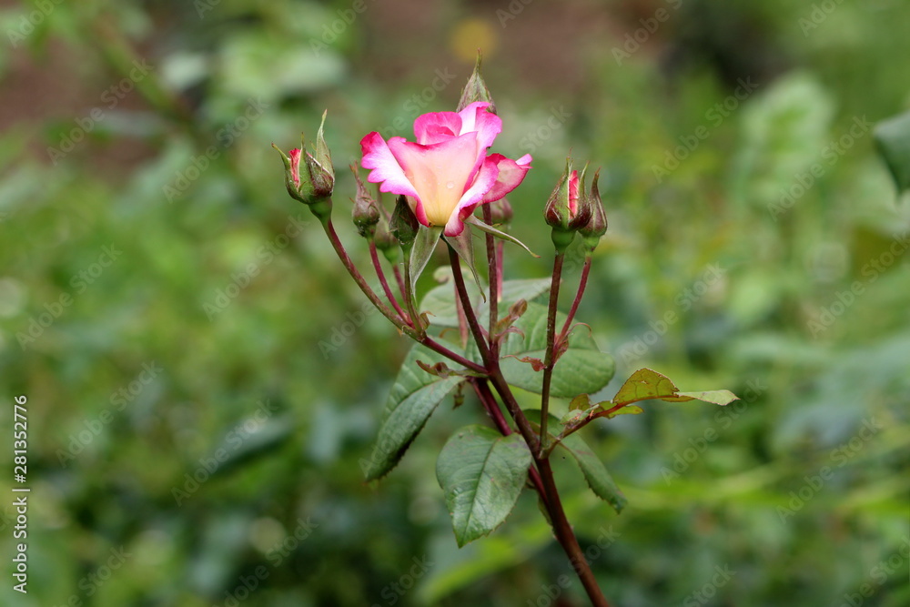 Small garden rose with white petals and pink edge surrounded with closed rose buds and dark green leaves in local urban garden on warm sunny spring day