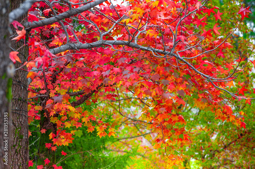 Red maple leaves in autumn season with blurred background, taken from Kitakyushu, Fukuoka Prefecture, Japan.