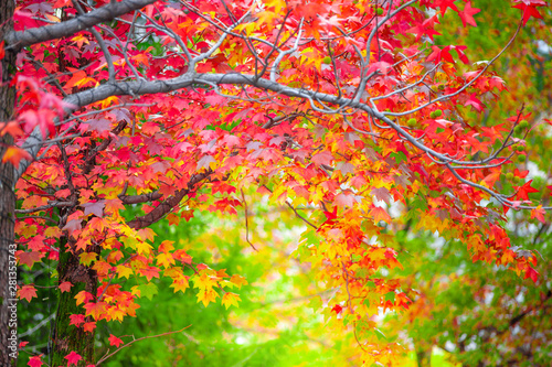 Red maple leaves in autumn season with blurred background, taken from Kitakyushu, Fukuoka Prefecture, Japan.