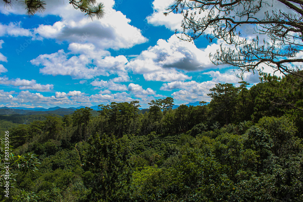 Blue Sky and Trees