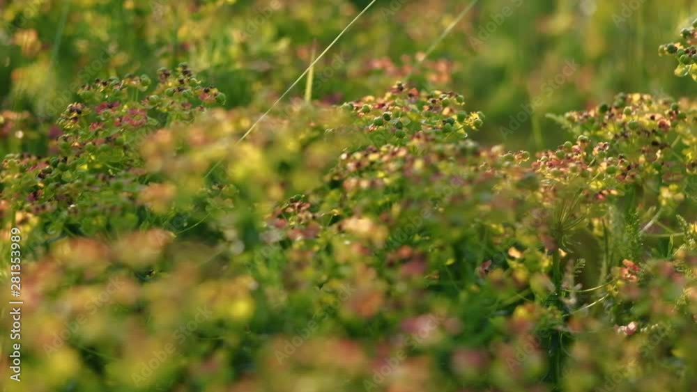 Wild flowers on the meadow. Shallow depth of field. 4K resolution Wild flowers on the meadow. Shallow depth of field. 4K resolution