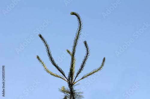 Tall pine tree branches full of dark green needles growing in various directions on clear blue sky background