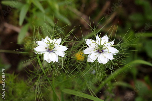 Two Black cumin or Nigella sativa or Black caraway or Nigella or Roman coriander or Kalojeere or Kalonji annual flowering plants with unusual delicate white flowers surrounded with pointy light green  photo