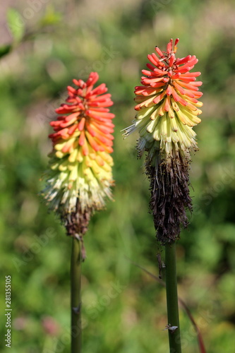 Two Kniphofia or Tritoma or Red hot poker or Torch lily or Knofflers or Poker plants with partially dried spikes of upright brightly coloured flowers in shades of red orange and yellow well above the 