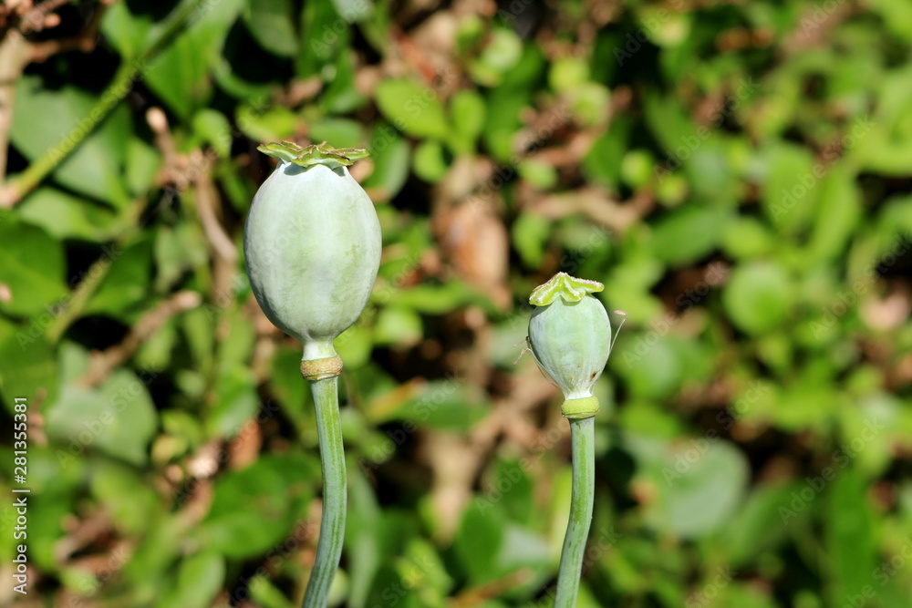 Two Opium poppy or Papaver somniferum or Breadseed poppy annual flowering plants of different sizes with rounded capsule and radiating stigmatic rays on top planted in local urban garden on warm sunny Two Opium poppy or Papaver somniferum or Breadseed poppy annual flowering plants of different sizes with rounded capsule and radiating stigmatic rays on top planted in local urban garden on warm sunny