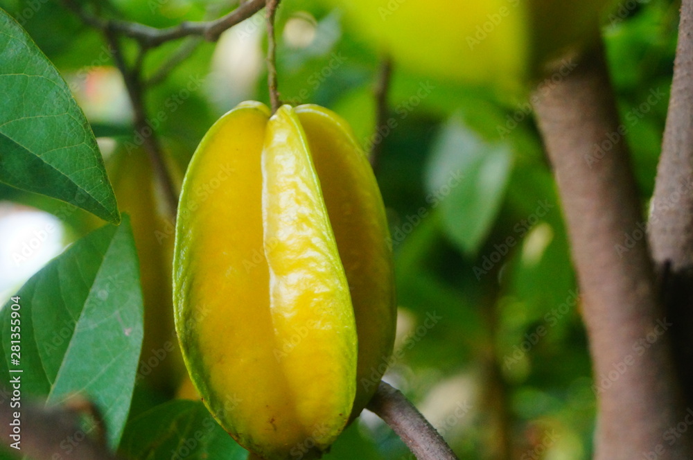 Obraz premium Carambola fruit