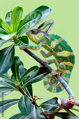 Chameleon in the tree