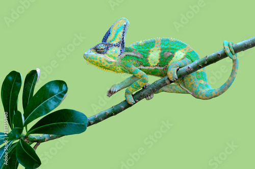 Chameleon in the tree