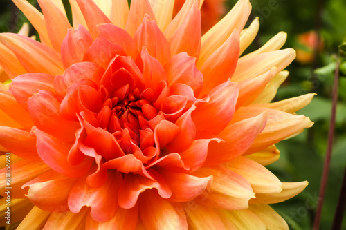 Orange pink dahlia ball fresh flower details macro photography with green out of focus background.
