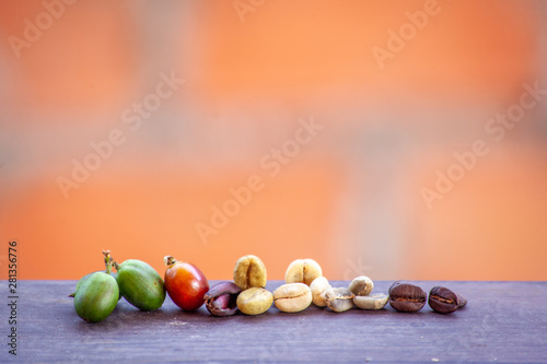 Evolution de la graine de café  photo