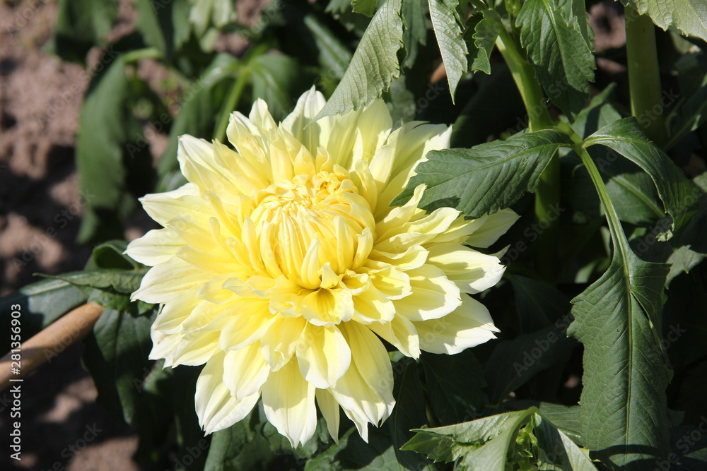 薄い黄色のダリア 山形県 Stock 写真 Adobe Stock
