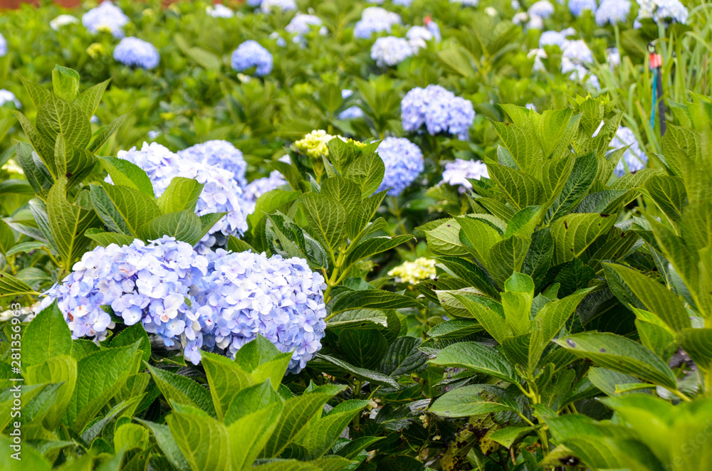 blue flowers on green background blue flowers on green background