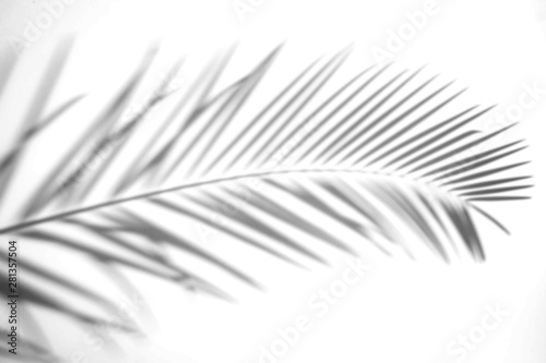 Abstract Shadow. blurred shadows palm leaves background. gray leaves that reflect concrete walls on a white wall surface for blurred backgrounds and monochrome wallpapers