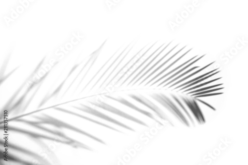 Abstract Shadow. blurred shadows palm leaves background. gray leaves that reflect concrete walls on a white wall surface for blurred backgrounds and monochrome wallpapers