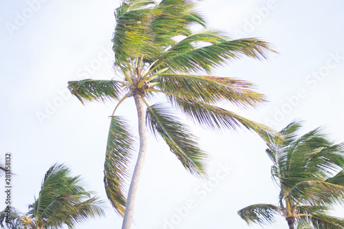 Island Palm Trees