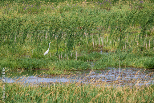 Great egret in grasses