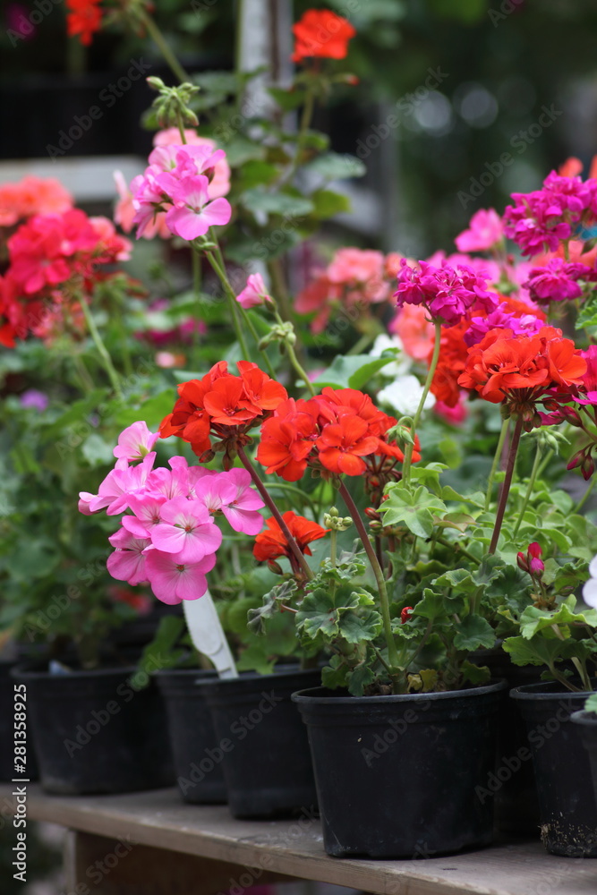 aspidistra flowers in flower pots