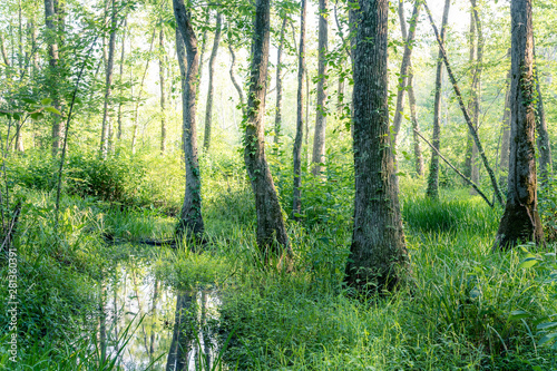 Swamp Forest at Sunset 2