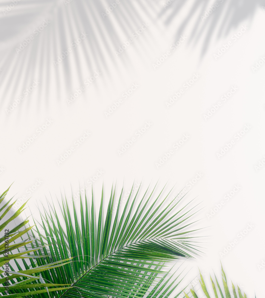Fototapeta premium Minimal background of coconut palm leaves on the wall with shadow.
