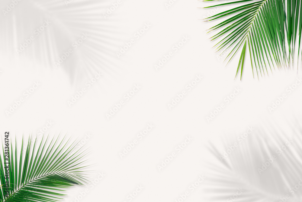 Minimal background of coconut palm leaves on the wall with shadow.