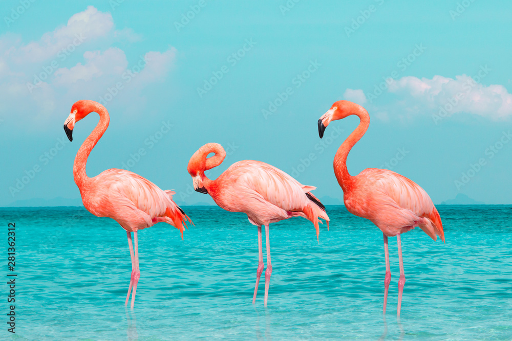 Fototapeta premium Vintage i retro kolaż zdjęcie flamingów stojących w czystym, błękitnym morzu w sezonie letnim słonecznego nieba z chmurą.