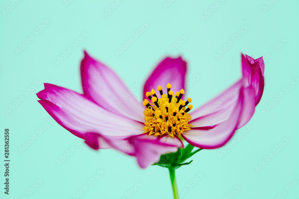 Purple and pink wild flower Wild Cosmos Flower (Cosmos bipinnatus) blooming during Spring and Summer closeup macro photo isolated in green cyan empty space background. Purple and pink wild flower Wild Cosmos Flower (Cosmos bipinnatus) blooming during Spring and Summer closeup macro photo isolated in green cyan empty space background.