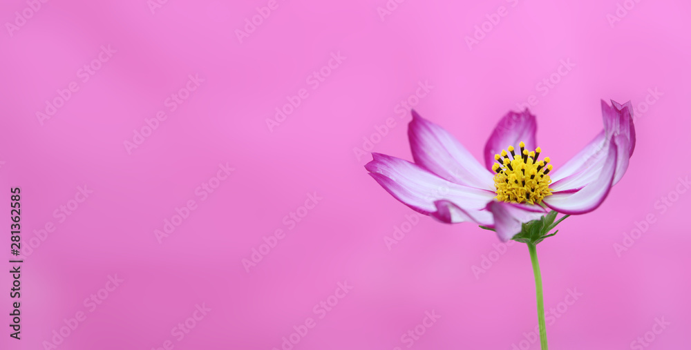 Pink flower banner. Purple and pink wild flower Wild Cosmos blooming during Spring and Summer closeup macro photo isolated in colorful pink empty space background. Mother day background.