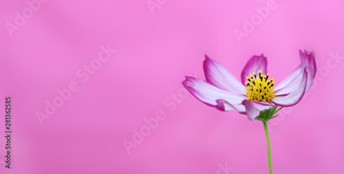 Pink flower banner. Purple and pink wild flower Wild Cosmos blooming during Spring and Summer closeup macro photo isolated in colorful pink empty space background. Mother day background.