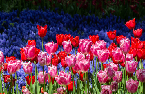 Blooming tulip flowers in s...