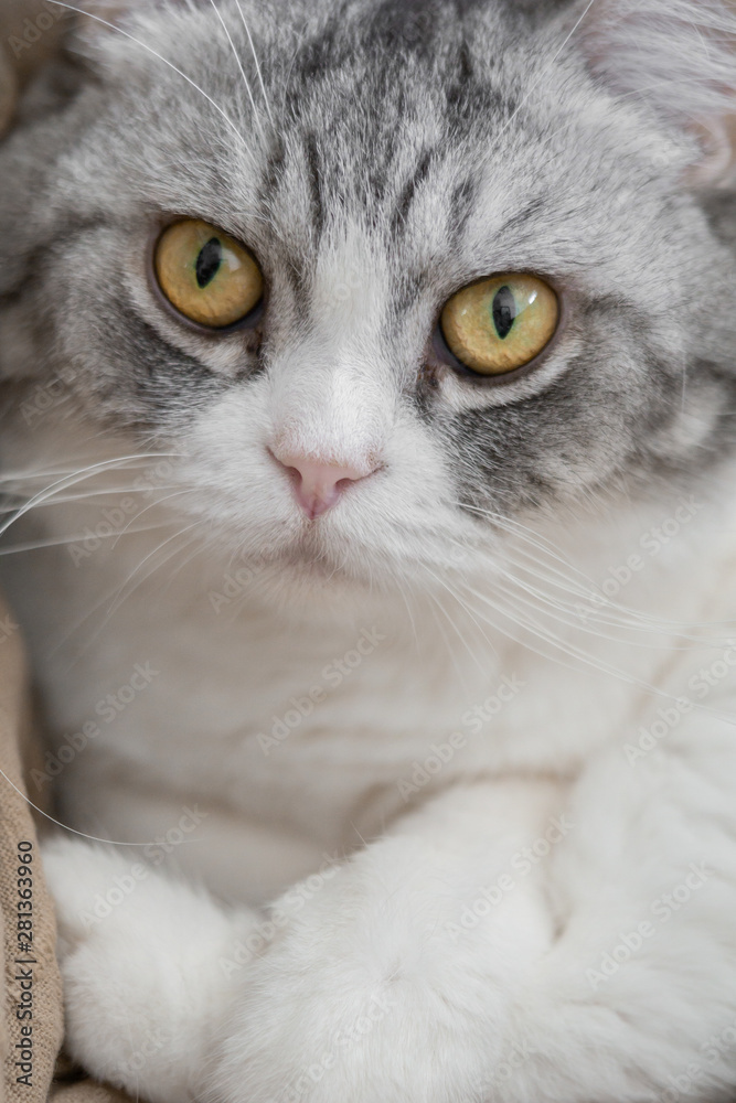 Fototapeta premium Close up fluffy chubby white clean Persian cat with big eyes is on the staring and looking out to the window.