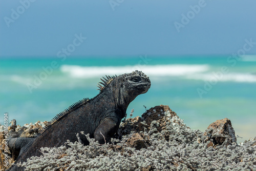 Galapagos Islands iguana facing the turquoise sea on a sunny day © FABIAN PONCE GARCIA