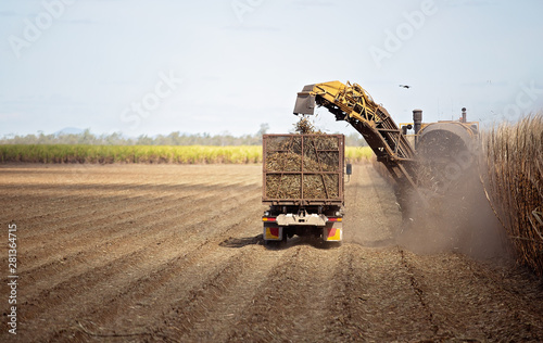 фотографія Harvesting sugar cane on an Australian farm and loading it chopped into bins for