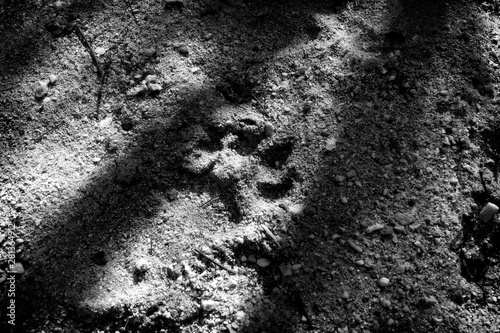 Animal footprint in the sand. Wildlife conservation concept image. 