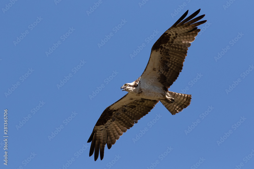 Osprey in flight Osprey in flight