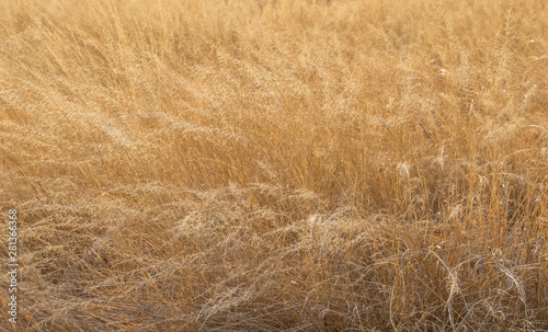 Close up of dry grass in soft golden warm sunlight image for background use with copy space