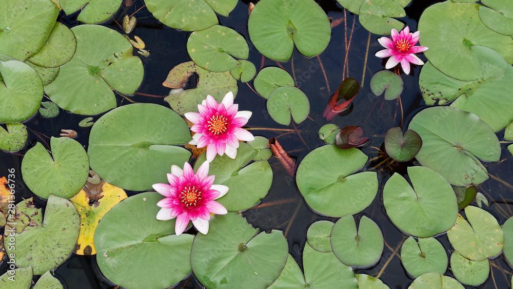 Summer flowers series, beautiful red water lily in pond covered with leaves. Summer flowers series, beautiful red water lily in pond covered with leaves.