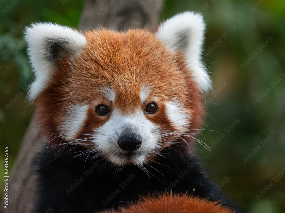 Endangered Red Panda in Captivity Endangered Red Panda in Captivity