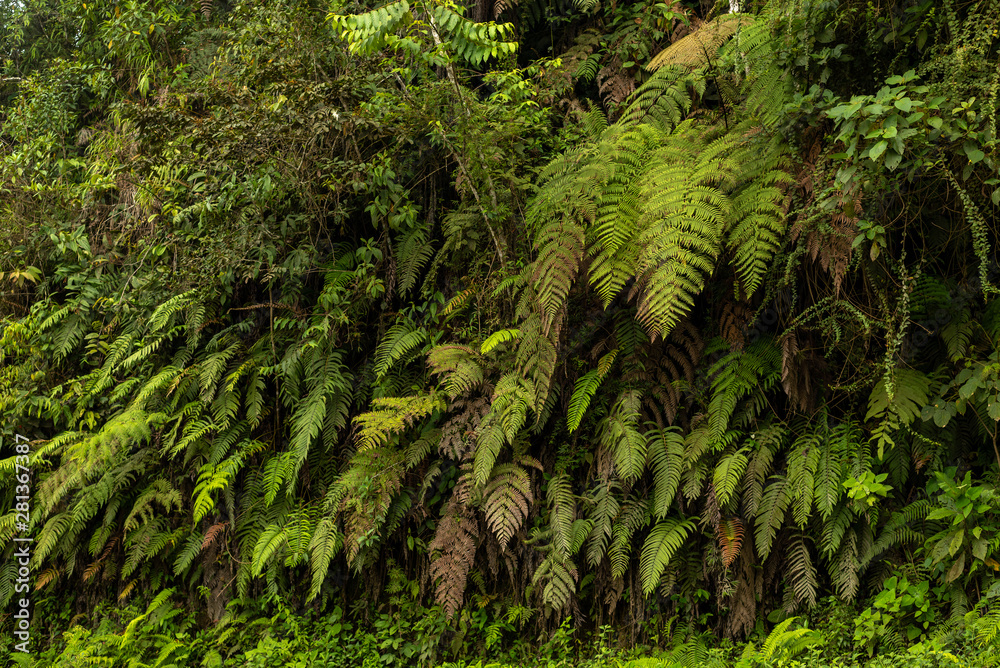 Fern plants in nature Fern plants in nature