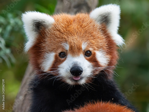 Endangered Red Panda in Captivity