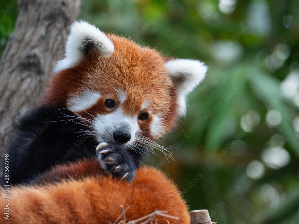Endangered Red Panda in Captivity Endangered Red Panda in Captivity