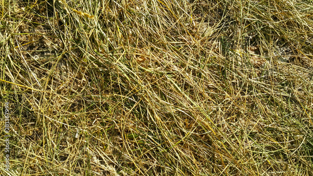 the trampled grass is yellow-green, Golden and brown texture, in the forest underfoot bent straw the trampled grass is yellow-green, Golden and brown texture, in the forest underfoot bent straw