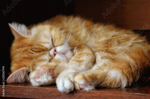 Fotografie The charming kitty of exotic breed sleeps indoors against a dark background