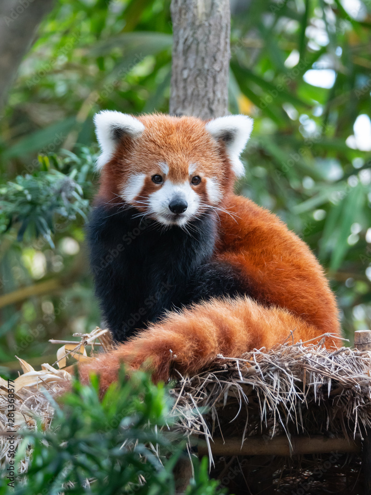 Fototapeta premium Zagrożona panda czerwona w niewoli