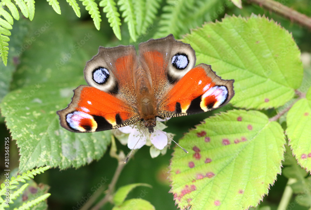 A stunning Peacock Butterfly, Aglais io, nectaring on a blackberry flower in a meadow. 