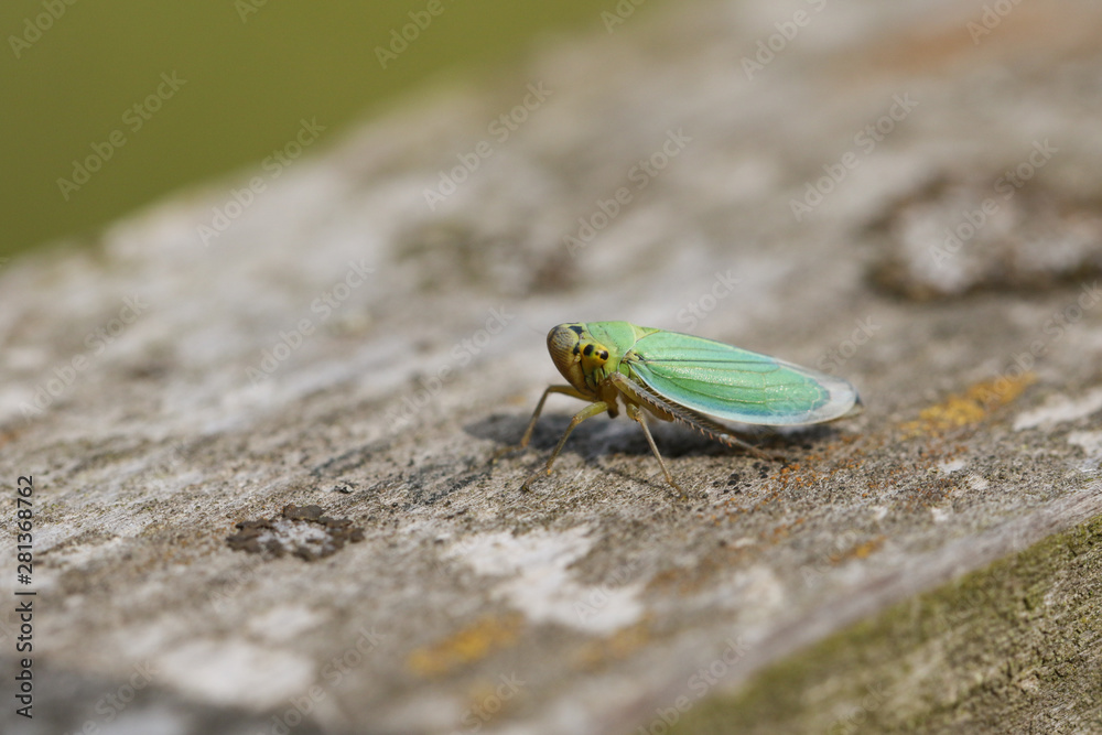 A cute small Green Leaf-hopper, Cicadella viridis, perching on a wooden fence in a meadow. A cute small Green Leaf-hopper, Cicadella viridis, perching on a wooden fence in a meadow.