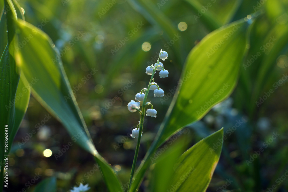 Lily of the valley flower with dewdrops in the morning forest Lily of the valley flower with dewdrops in the morning forest
